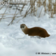 Illustration for article titled Monday Mustelid - Martes melampus Edition